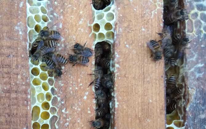 冬天蜜蜂怎么喂養(yǎng)糖水（可以給蜜蜂喂糖水么）