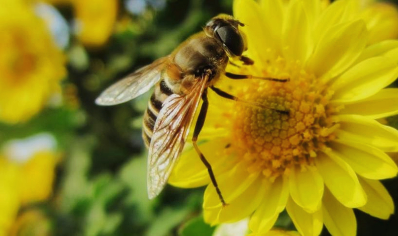 蜜蜂是有多少蜂王就要分幾箱嗎(一箱只有一個蜂王怎樣分箱) 蜜蜂是有多少蜂王就要分幾箱嗎(一箱只有一個蜂王怎樣分箱)