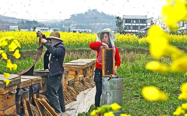 養蜂人為什么要到處跑(養蜂人全國到處跑的原因) 養蜂人為什么要到處跑(養蜂人全國到處跑的原因)