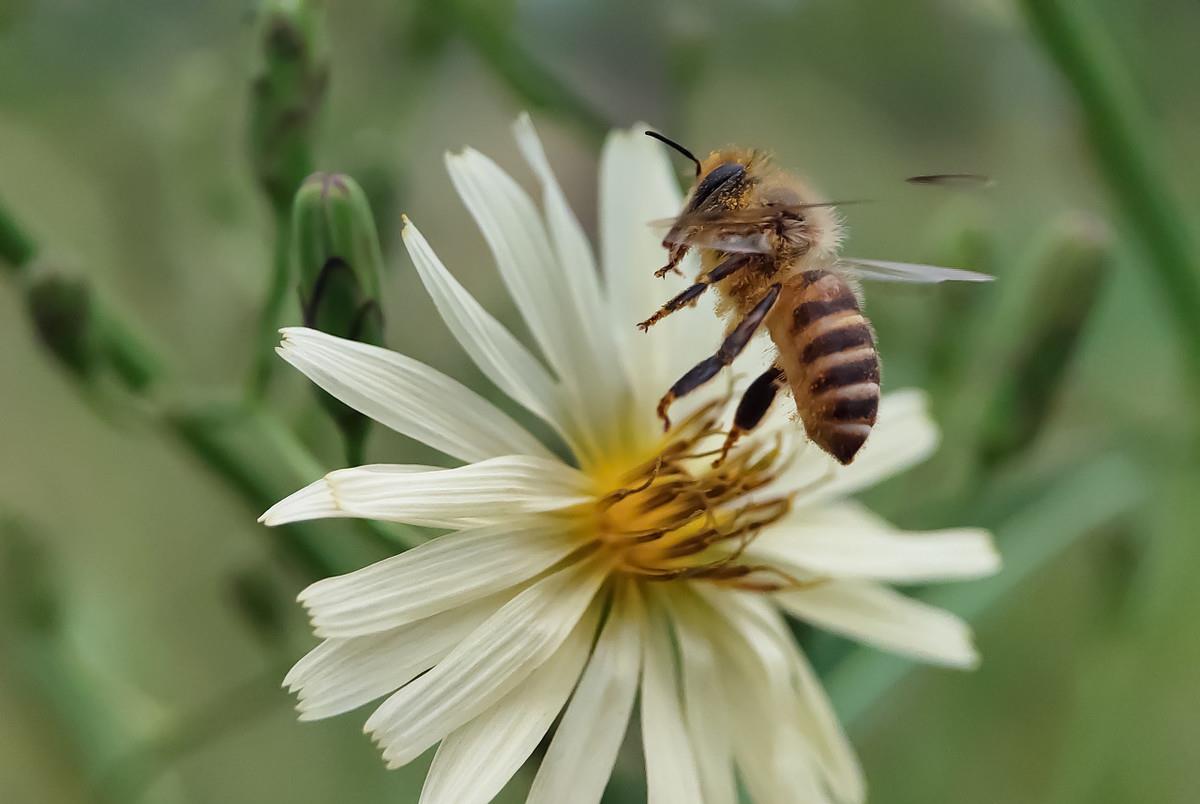 中蜂強(qiáng)群不分蜂經(jīng)驗(yàn)(中蜂強(qiáng)群養(yǎng)殖技術(shù)) 中蜂強(qiáng)群不分蜂經(jīng)驗(yàn)(中蜂強(qiáng)群養(yǎng)殖技術(shù))