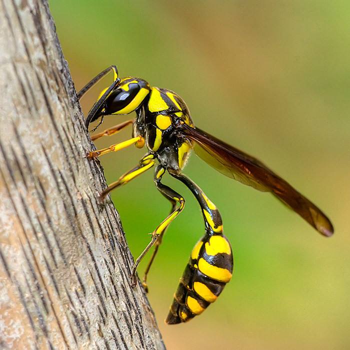 最厲害的昆蟲第一名(世界上最厲害的昆蟲排名) 世界十大最強蟲子