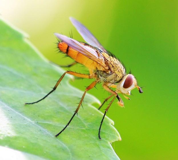 最厲害的昆蟲第一名(世界上最厲害的昆蟲排名) 世界十大最強蟲子