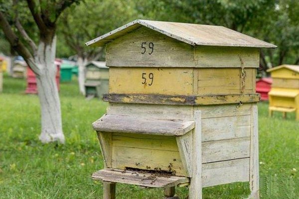 一箱蜜蜂用隔板能放兩只蜂王嗎(用隔王板組成上下雙王群可以嗎) 一箱蜜蜂用隔板能放兩只蜂王嗎(用隔王板組成上下雙王群可以嗎)