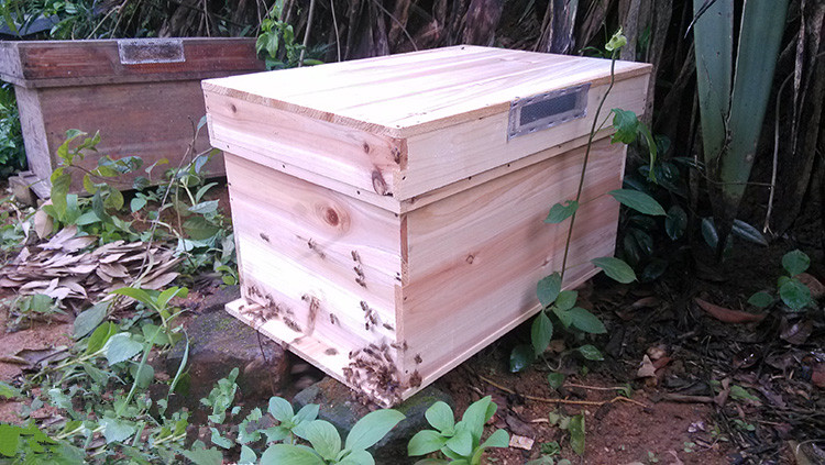 一箱蜜蜂用隔板能放兩只蜂王嗎(用隔王板組成上下雙王群可以嗎) 一箱蜜蜂用隔板能放兩只蜂王嗎(用隔王板組成上下雙王群可以嗎)