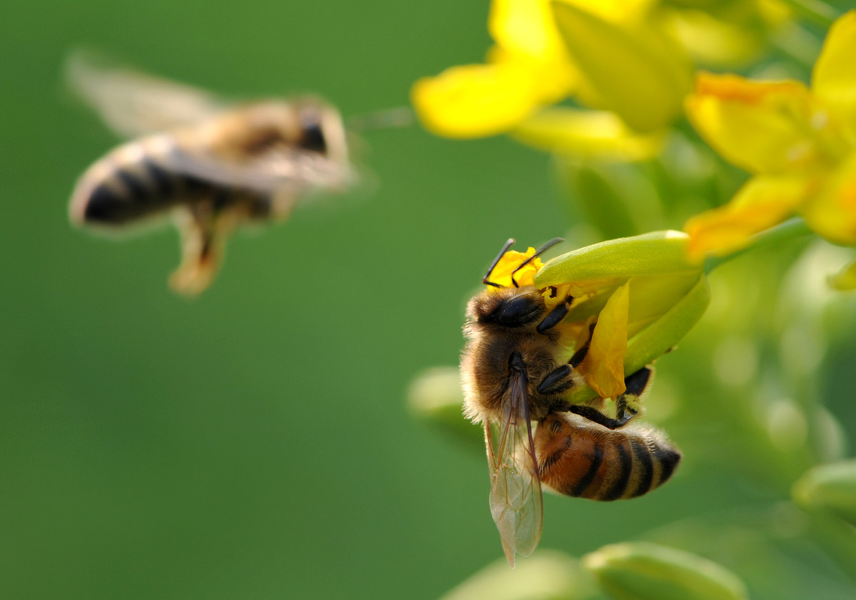 蜂螨的壽命有多長(蜂螨的繁殖周期) 蜂螨的壽命有多長(蜂螨的繁殖周期)