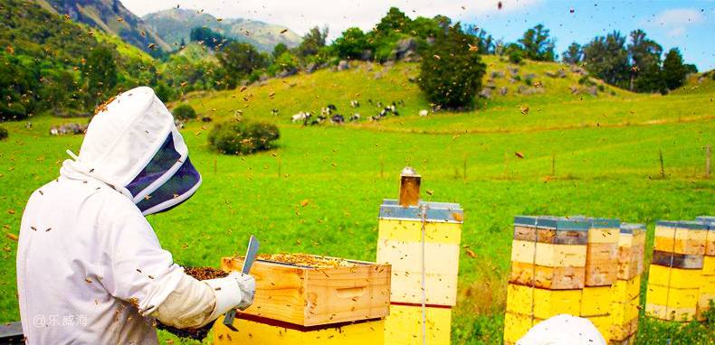 新手養(yǎng)蜂怎么選位置(怎樣選擇蜂場) 新手養(yǎng)蜂怎么選位置(怎樣選擇蜂場)