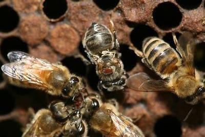 蜜蜂常見疾病防治方法(附帶七種常見蜜蜂疾病) 蜜蜂常見疾病防治方法(附帶七種常見蜜蜂疾病)