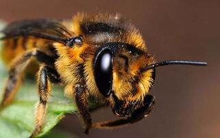 蜜蜂常見疾病防治方法(附帶七種常見蜜蜂疾病) 蜜蜂常見疾病防治方法(附帶七種常見蜜蜂疾病)