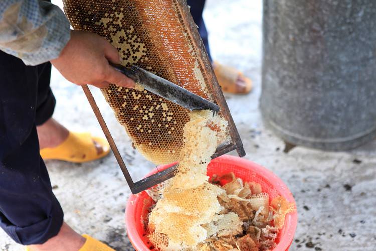 【蜜蜂養殖】秋季采收蜂蜜的技巧與貯蜜方法 秋季采收蜂蜜的技巧與貯蜜方法