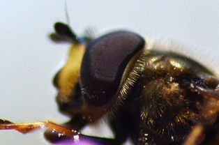 一窩蜜蜂有多少只蜜蜂(工蜂的數量大概有多少只) 一窩蜜蜂有多少只蜜蜂(工蜂的數量大概有多少只)