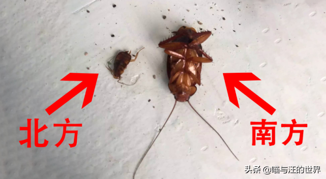 你還敢用腳踩、拖鞋拍打蟑螂？爆漿的后果，有點嚴(yán)重