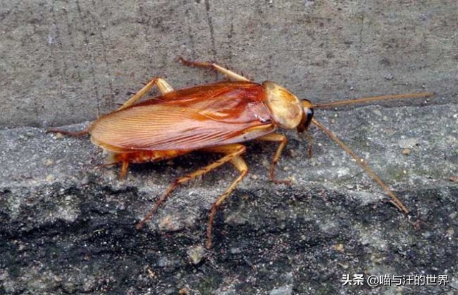 你還敢用腳踩、拖鞋拍打蟑螂？爆漿的后果，有點嚴(yán)重