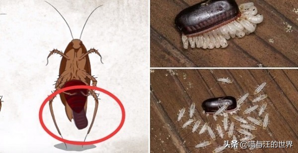 你還敢用腳踩、拖鞋拍打蟑螂？爆漿的后果，有點嚴(yán)重