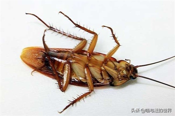 你還敢用腳踩、拖鞋拍打蟑螂？爆漿的后果，有點嚴(yán)重
