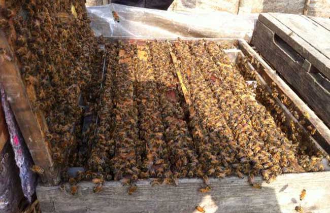 蜜蜂采蜜的同時(shí)對花朵有哪些影響（蜜蜂采蜜對花朵有什么影響和好處）