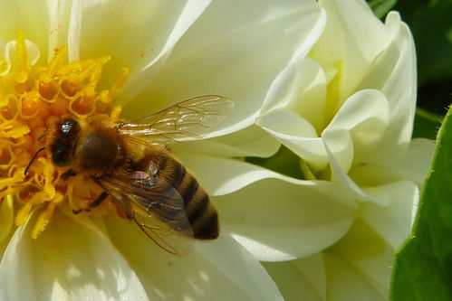 白山5號(hào)蜂種做種王咋樣（淺談購(gòu)買(mǎi)蜜蜂種王的注意事項(xiàng)）