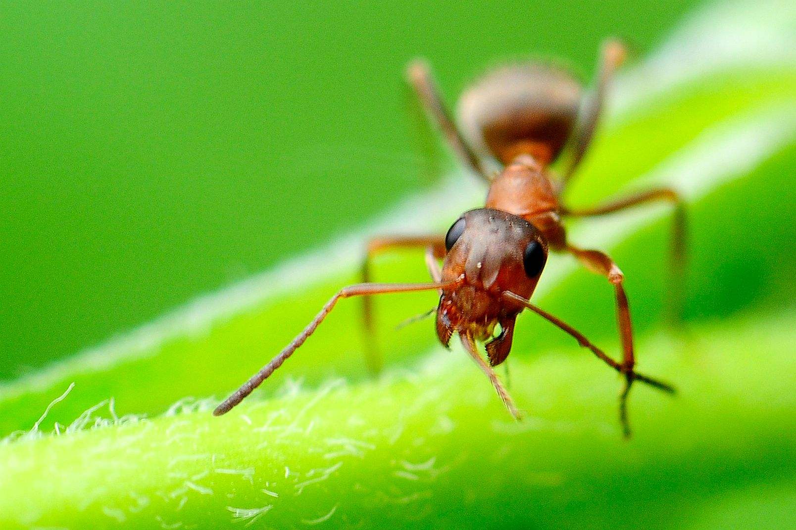 養蜂怎樣防治螞蟻？