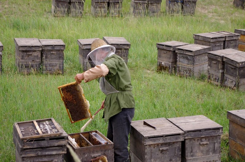 什么蜂箱養(yǎng)中蜂最好?(最好用最先進的蜂箱有哪些) 什么蜂箱養(yǎng)中蜂最好?(最好用最先進的蜂箱有哪些)
