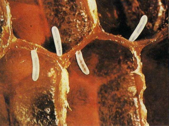 蜜蜂成長(zhǎng)過(guò)程中的圖片