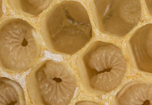 蜜蜂成長(zhǎng)過(guò)程中的圖片