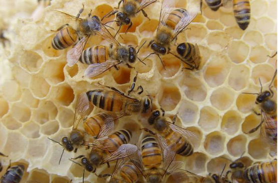 蜜蜂成長(zhǎng)過(guò)程中的圖片