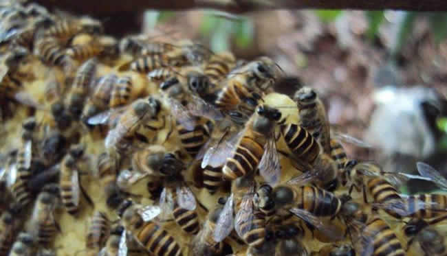 蜜蜂自然分蜂會(huì)飛多遠(yuǎn)？