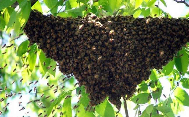 蜜蜂自然分蜂會(huì)飛多遠(yuǎn)？