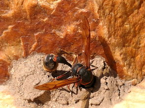馬蜂蟄了幾個(gè)小時(shí)算安全（被馬蜂蟄了的危險(xiǎn)期時(shí)間）
