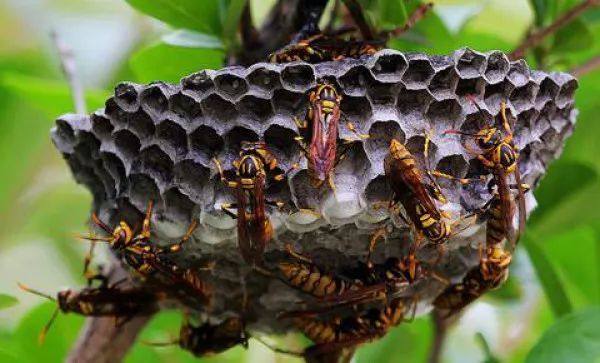 馬蜂蟄了幾個(gè)小時(shí)算安全（被馬蜂蟄了的危險(xiǎn)期時(shí)間）