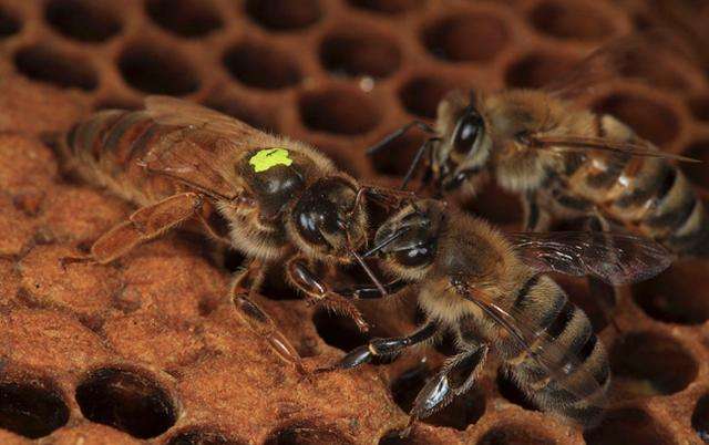 蜜蜂的生活習性有哪些？