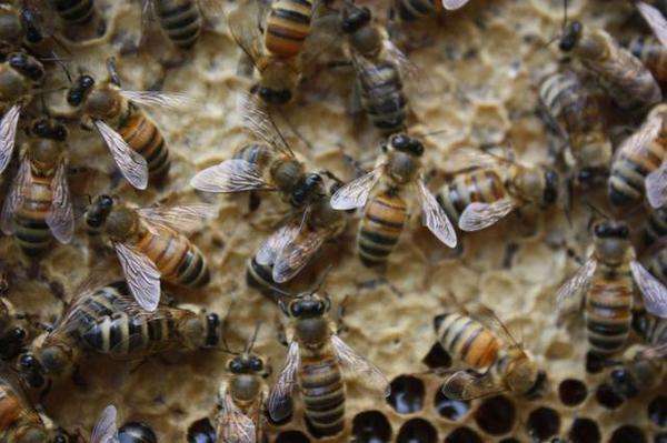 蜜蜂的生活習性有哪些？