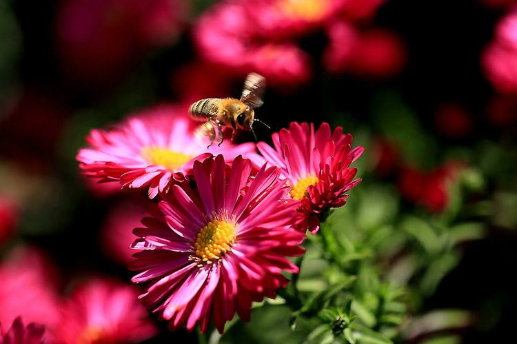 蜜蜂的生活習性有哪些？