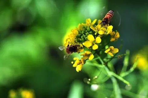 蜜蜂幾月可以喂水(蜜蜂怎么喝水什么時候喂最好) 蜜蜂幾月可以喂水(蜜蜂怎么喝水什么時候喂最好)