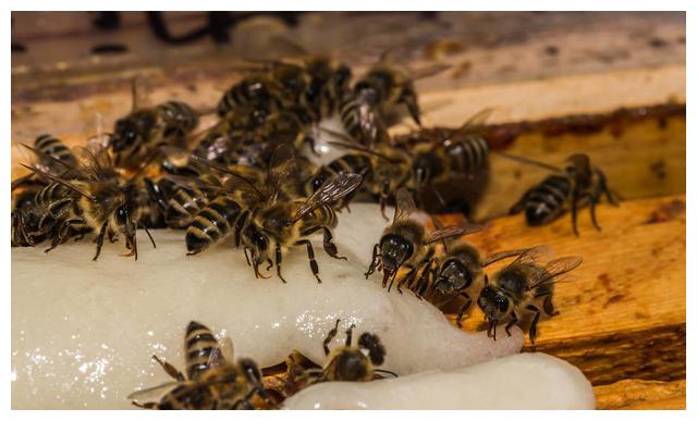 蜜蜂什么時候繁殖快（蜜蜂繁殖季節是什么時候）