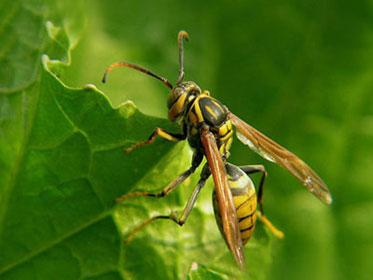 蜂場殘余意蜂收集起來介王可以嗎（養(yǎng)蜂人走后收集散蜂，然后用中蜂王去管理行嗎）
