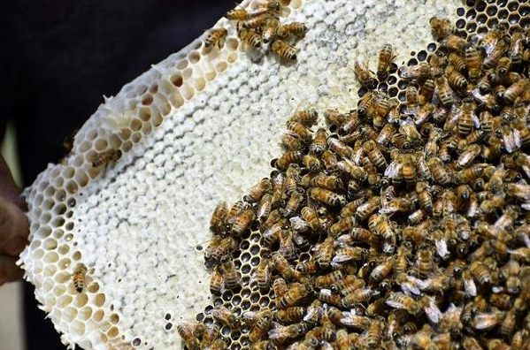 農(nóng)村養(yǎng)蜜蜂能賺錢(qián)嗎(養(yǎng)蜜蜂一年能賺多少錢(qián)) 農(nóng)村養(yǎng)蜜蜂能賺錢(qián)嗎(養(yǎng)蜜蜂一年能賺多少錢(qián))