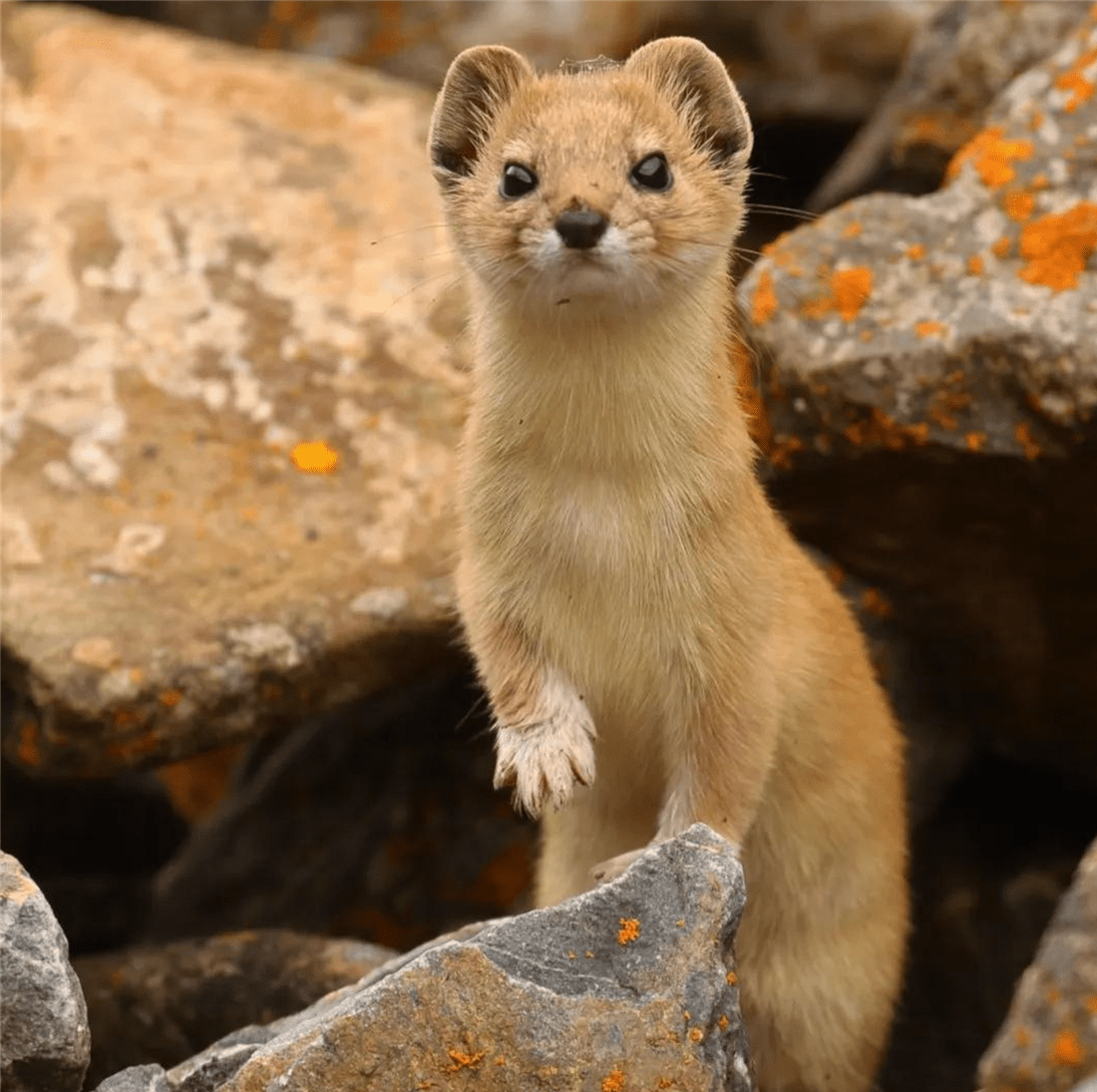 帕米爾高原的香鼬為何散發一種香氣? 新疆帕米爾高原發現香鼬,不足1斤,敢捕食比自己重100倍的盤羊