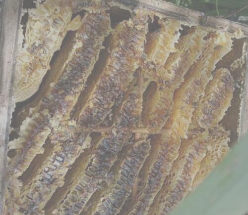 養野蜂的技巧與注意事項(養野蜂怎么養) 養野蜂的技巧與注意事項(養野蜂怎么養)