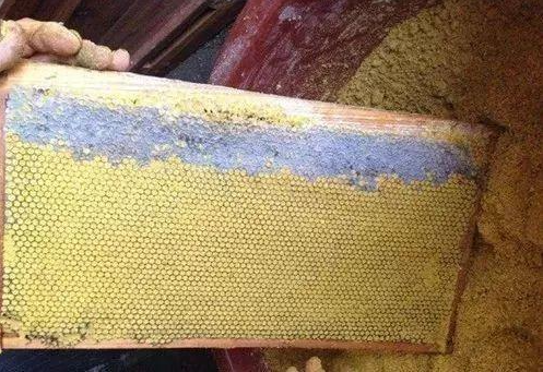 中蜂哪個牌子的巢礎好用(中蜂巢礎哪家好) 中蜂哪個牌子的巢礎好用(中蜂巢礎哪家好)