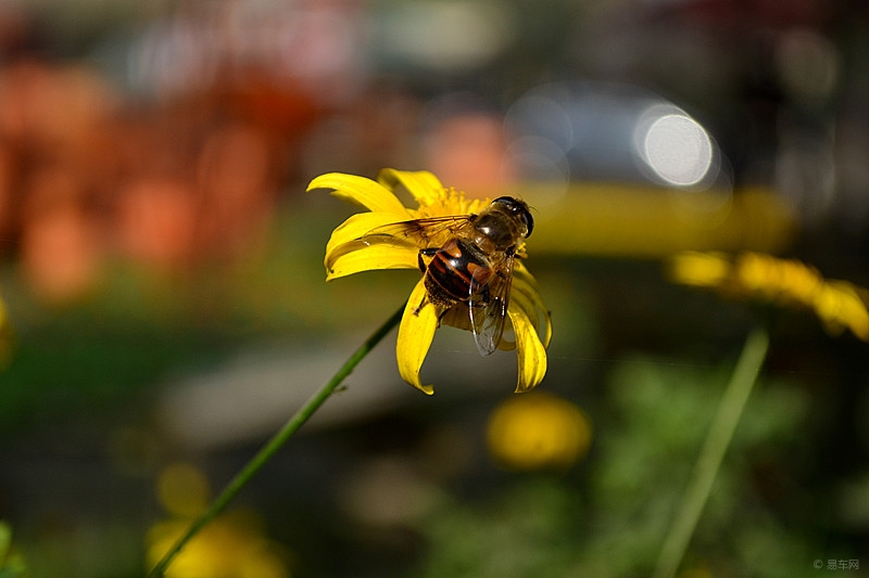 30只蜜蜂1只蜂王能繁殖嗎?(幾十只蜜蜂能繁殖起來嗎) 30只蜜蜂1只蜂王能繁殖嗎?(幾十只蜜蜂能繁殖起來嗎)