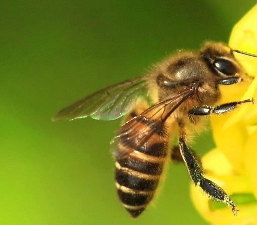  甘肅省哪里產(chǎn)阿壩中蜂（你聽說過阿壩中蜂嗎，它“神”在哪里，你那里可以養(yǎng)嗎）