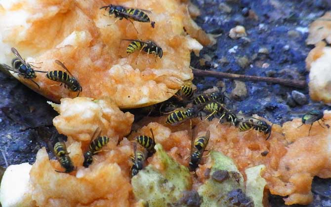 野生馬蜂怎么過冬（馬蜂是怎樣度過冬天的？）