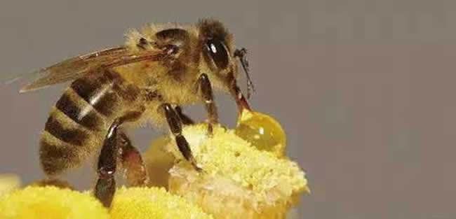 【蜜蜂養殖】投資2萬養蜜蜂利潤多少? 投資2萬養蜜蜂利潤多少?