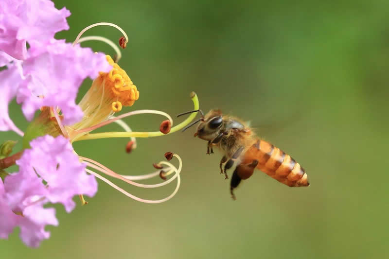 【蜜蜂養殖】投資2萬養蜜蜂利潤多少? 投資2萬養蜜蜂利潤多少?