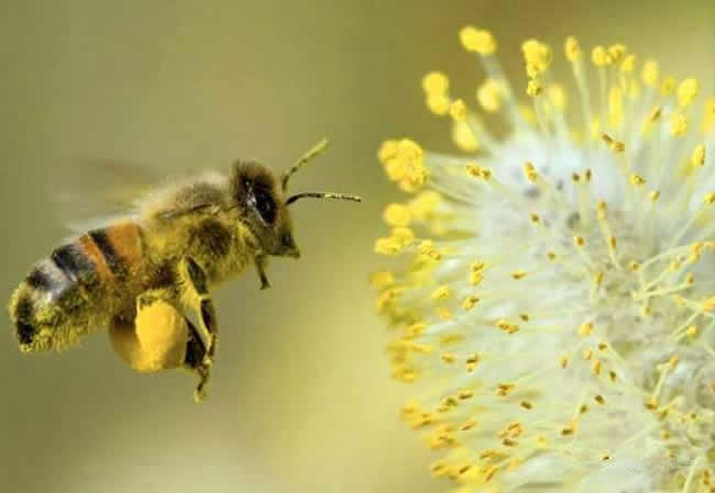 【蜜蜂養殖】投資2萬養蜜蜂利潤多少? 投資2萬養蜜蜂利潤多少?