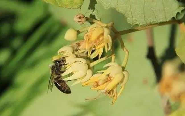 【蜜蜂養殖】投資2萬養蜜蜂利潤多少? 投資2萬養蜜蜂利潤多少?