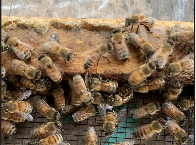 土蜂和蜜蜂、馬蜂的區別（土蜂是什么蜂種）