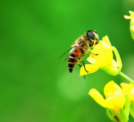 懶人養(yǎng)蜂養(yǎng)意蜂好還是中蜂好(新手養(yǎng)意蜂最好還是養(yǎng)中蜂最好) 懶人養(yǎng)蜂養(yǎng)意蜂好還是中蜂好(新手養(yǎng)意蜂最好還是養(yǎng)中蜂最好)