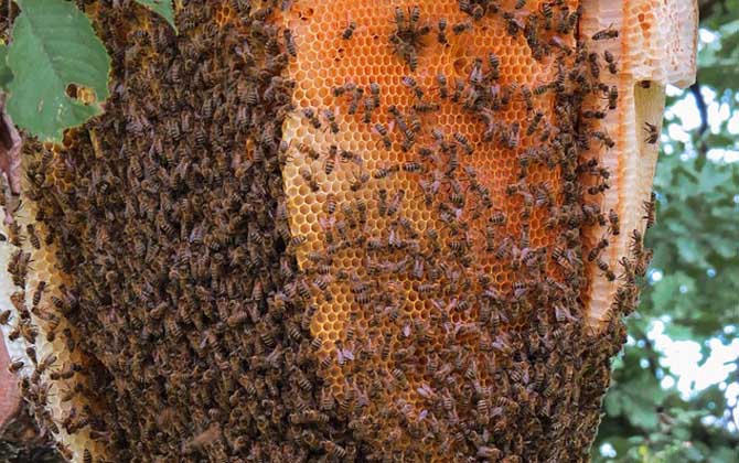 現代養蜂法有哪些(養蜂技術有哪些) 養蜂