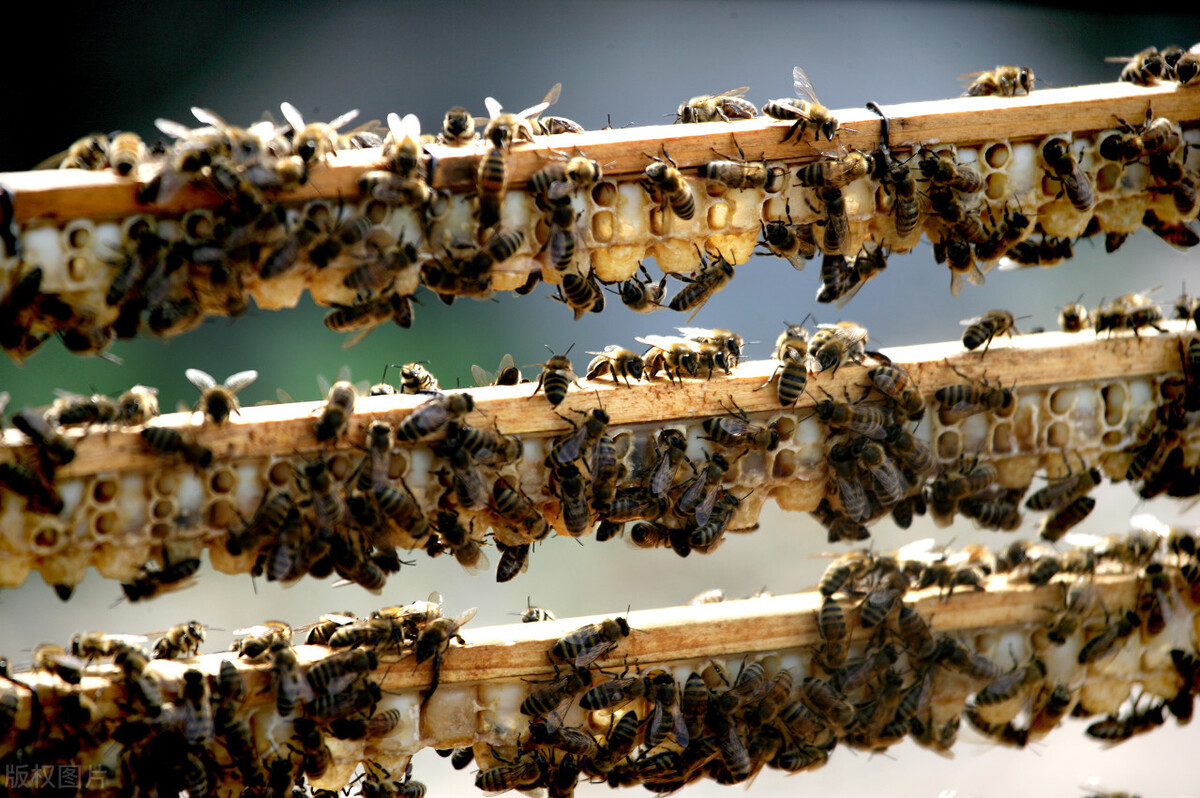 工蜂咬隔王片是什么情況（工蜂咬破封蓋蜂王臺，自己在里面產(chǎn)卵）